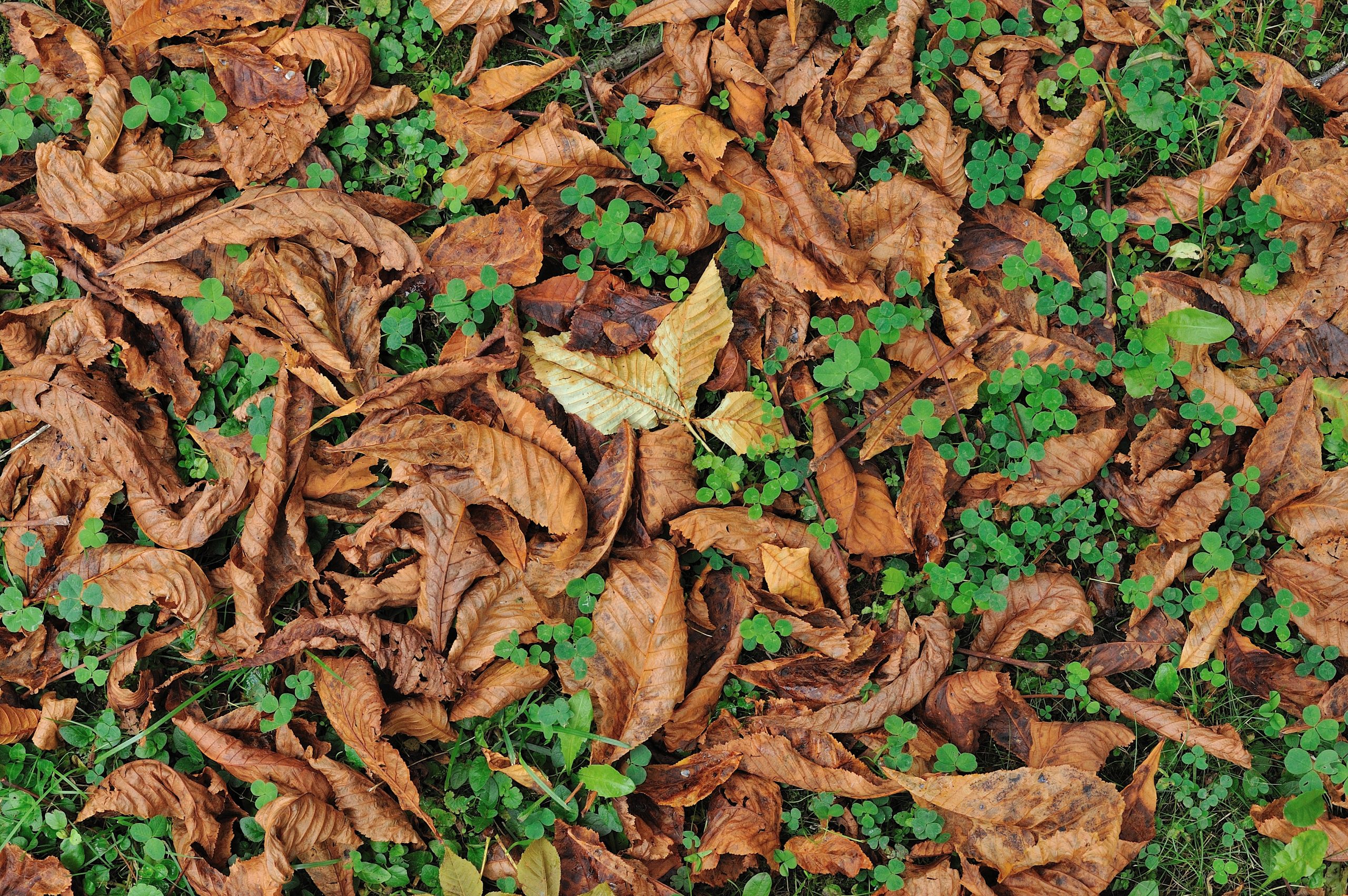 Fotografiert mit Nikon AF-S Nikkor 50mm f/1.8 G an einer Nikon D700