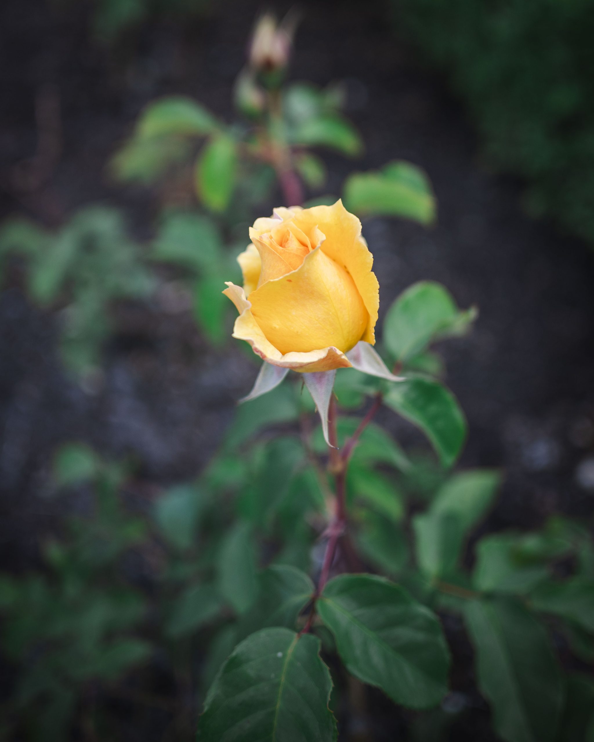 Aufgenommen mit dem Nikon Z Nikkor 24mm f/1.7 an einer Nikon Zfc