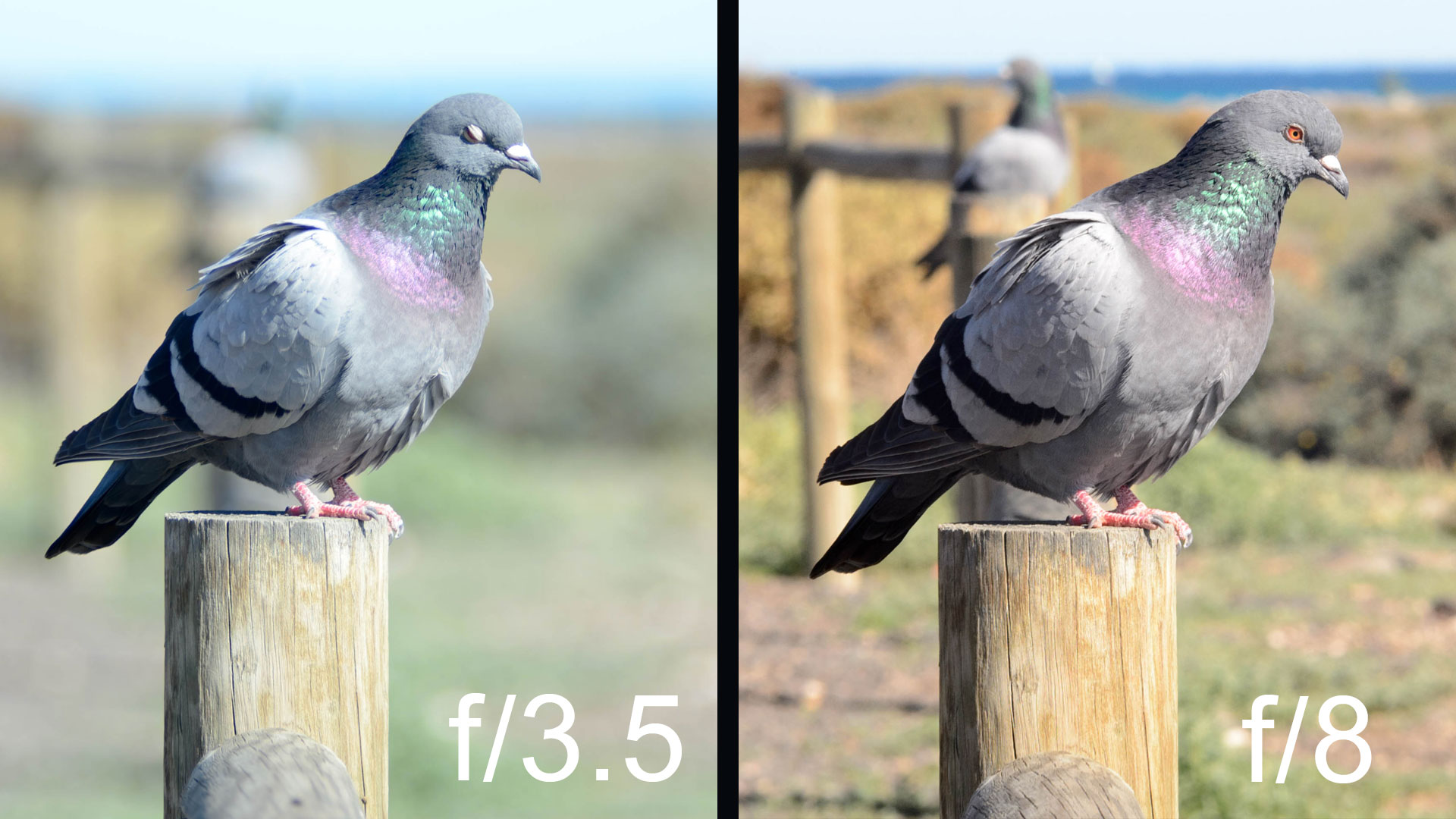 Carl Zeiss Jena MC Sonnar 3.5/135 für M42 Anschluss bei f/3.5 Offenblende und f/5.6